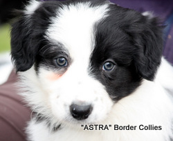 Black and white, Male, border collie puppy